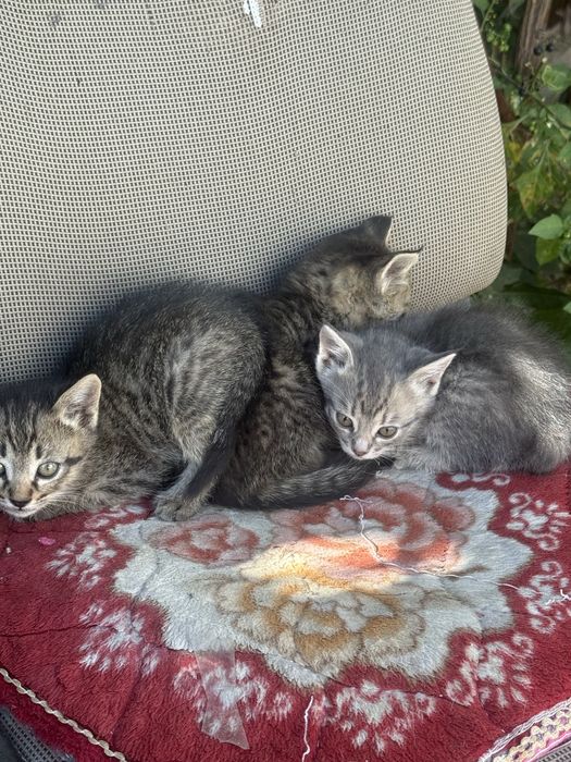 Котята отдам даром