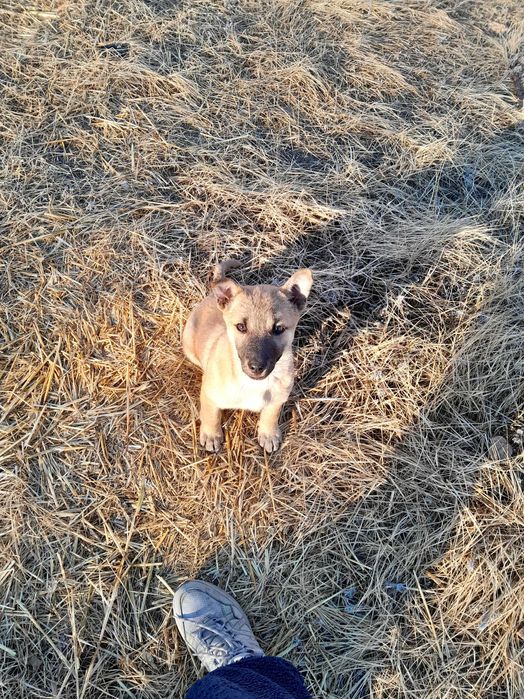 Щеночек ищет дом