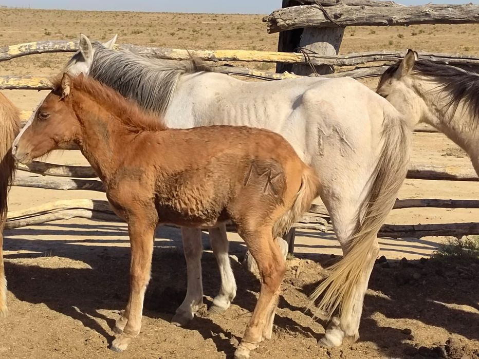 Жылкы малы сатылады