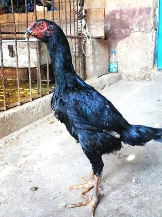 Байтсцофка шөже қораз тауық сатылады.