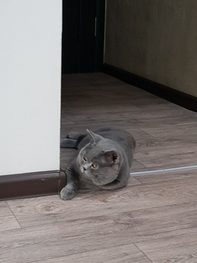 Молодой шикарный кот, с изумрудными глазами. Приглашает кошечек