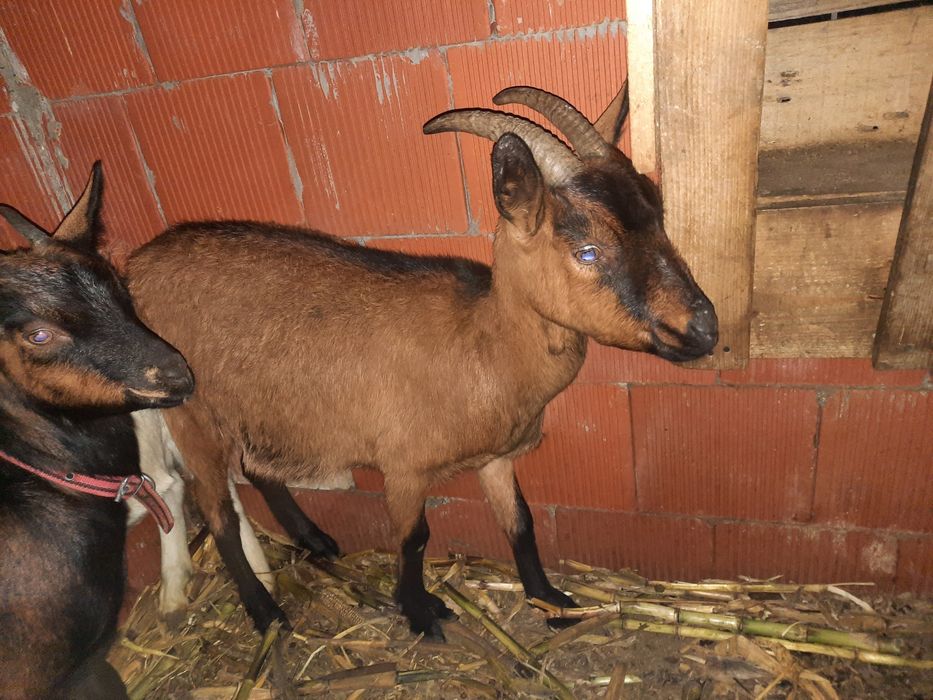 Vând două capre gestante si un tap de anul asta