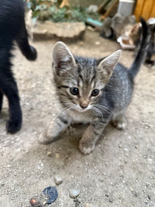 Adopție pisicuță 2 luni