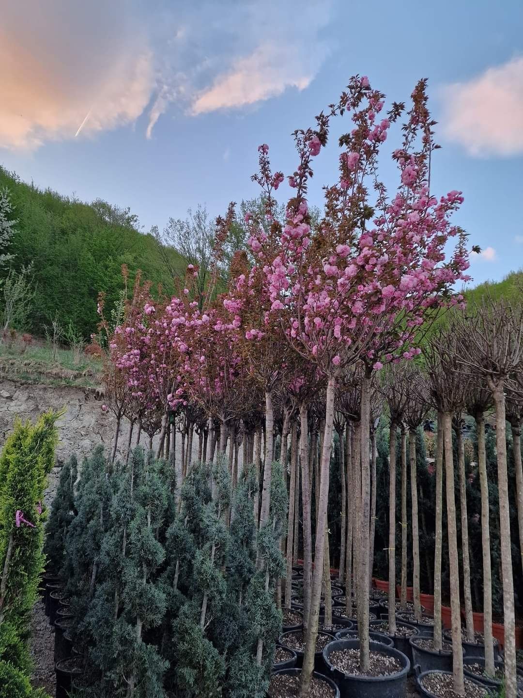 Plante ornamentale diferite soiuri și forme la ghiveci