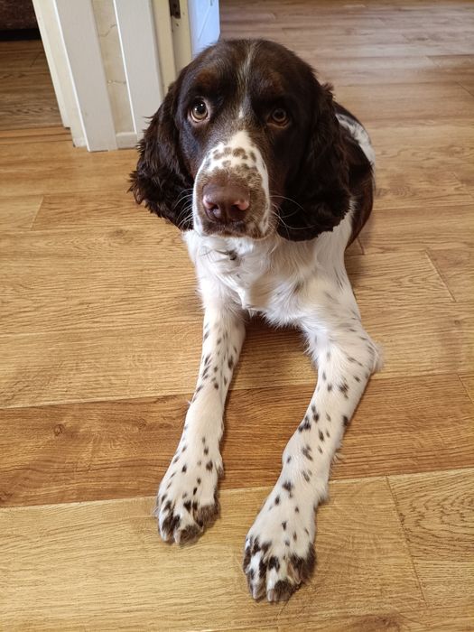 Вязка кобеля английский спрингер спаниель