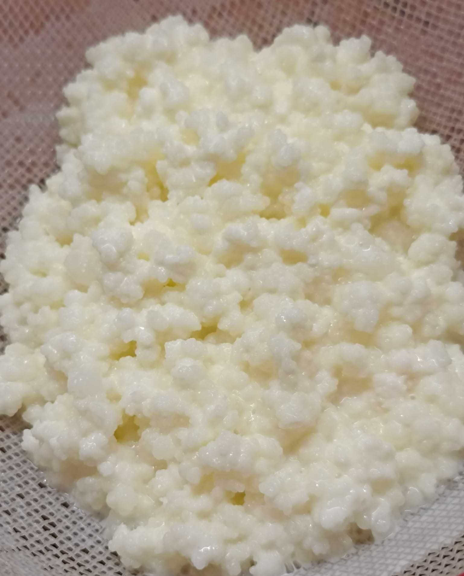Ciuperca kefir (chefir) de lapte-trei porții (90g) + ghid utilizare