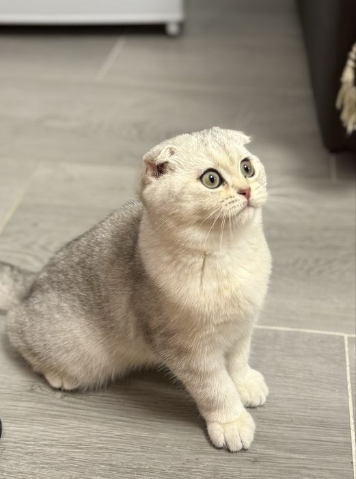 Scottish fold baietel