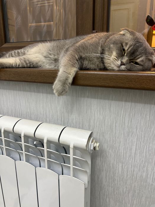 Кот для вязки бесплатно | Нужна кошка срочно