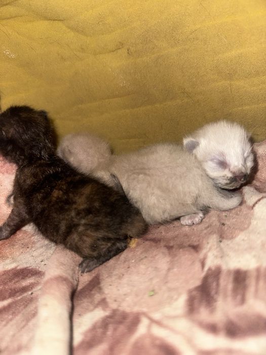 новорожденные котята