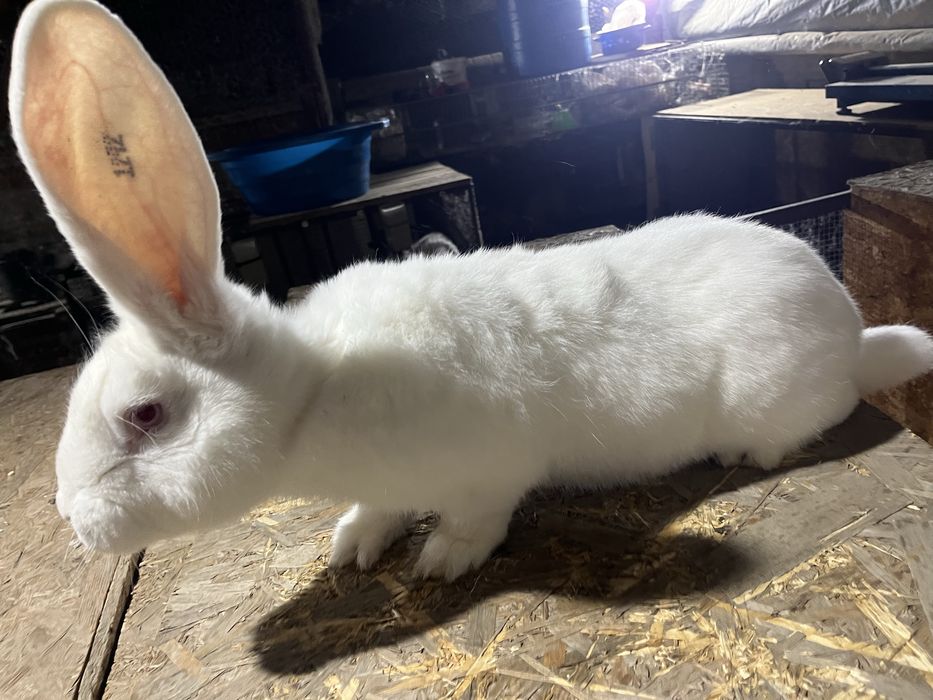 Urias Transilvania Urias Alb