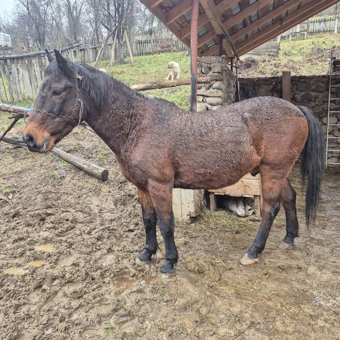 Se vinde cal de tinut