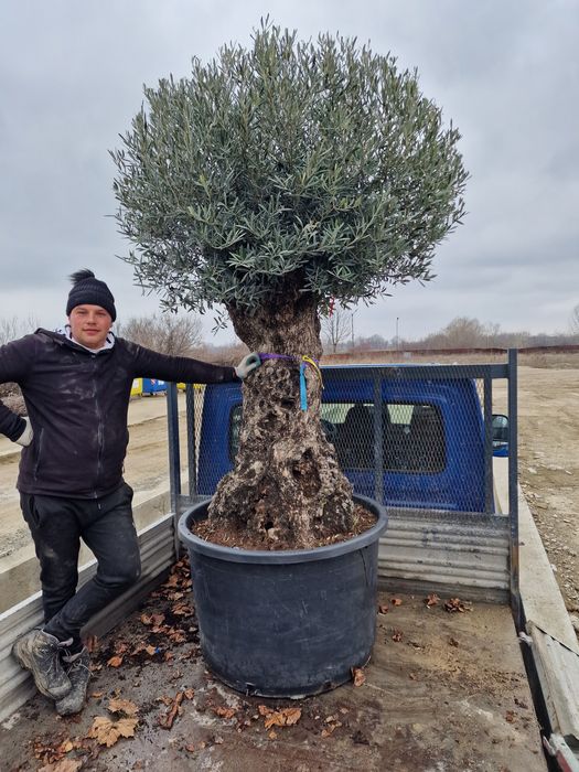 Vând maslin maslin mare