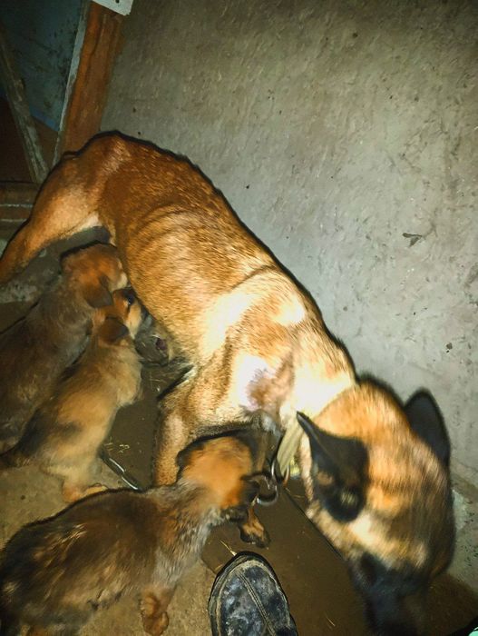 Belgiya afcharkasi ,,malinua " bolalari