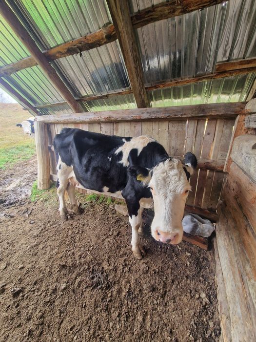 De vînzare Vacă Gestancă în 6 luni