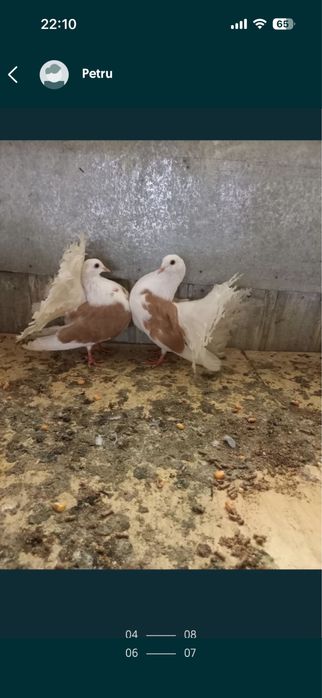 Matase japoneza/rate+1 ratoi/Porumbei frumusete 120 ron/perechea