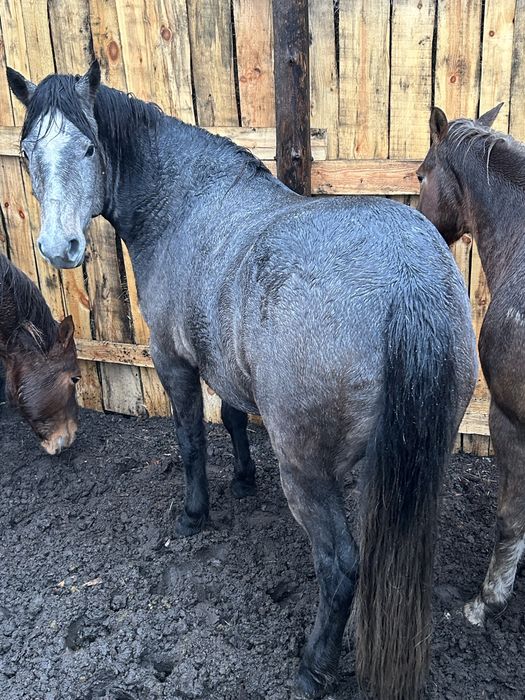 Лошади 3 головы, кобылы