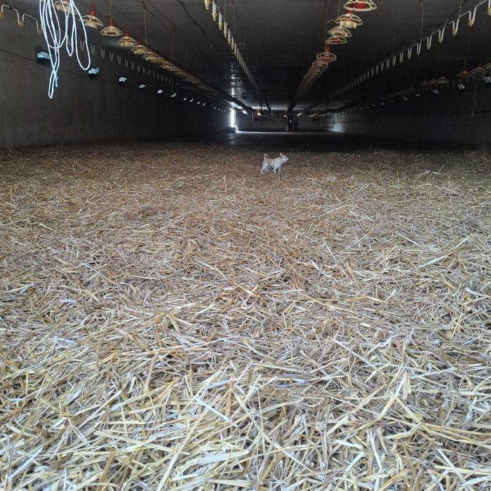 Дава се под наем Промишлена сграда в с. Балкански, Област Разград - 10000 кв.м за 867 € - Снимка #1