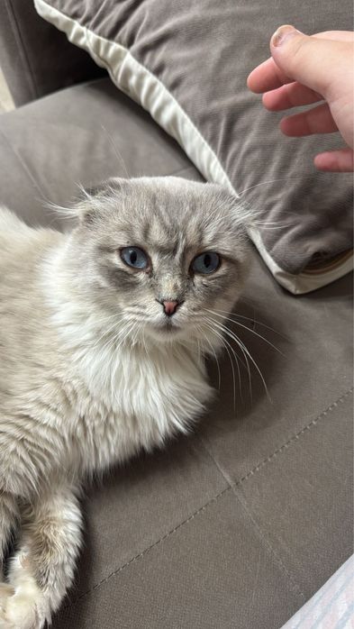 Красивый шотландский кот в добрые руки