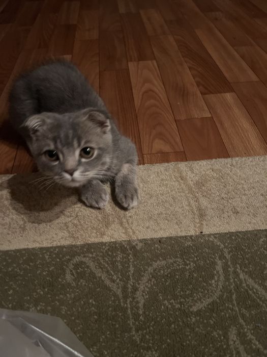 Шотланский мысық