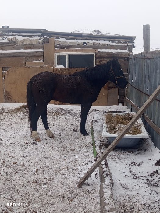 Продам жеребца ездовой кастрат