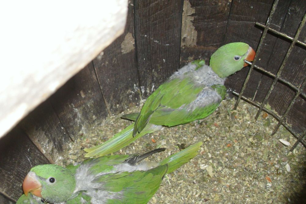 papagali mai multe feluri