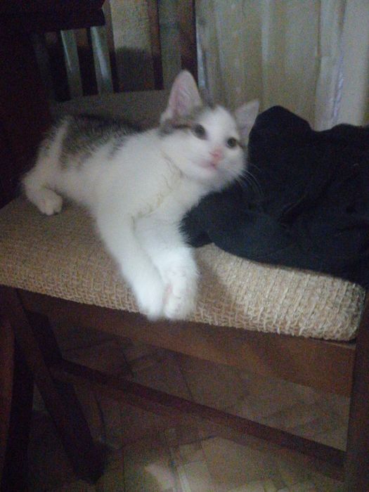 Отдам котят в хорошие добрые руки