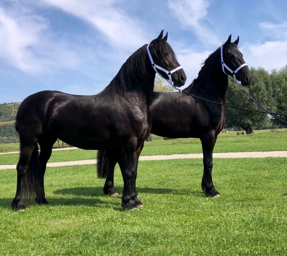 Iepe Friesian pereche Frizian Echitatie trasura calarie