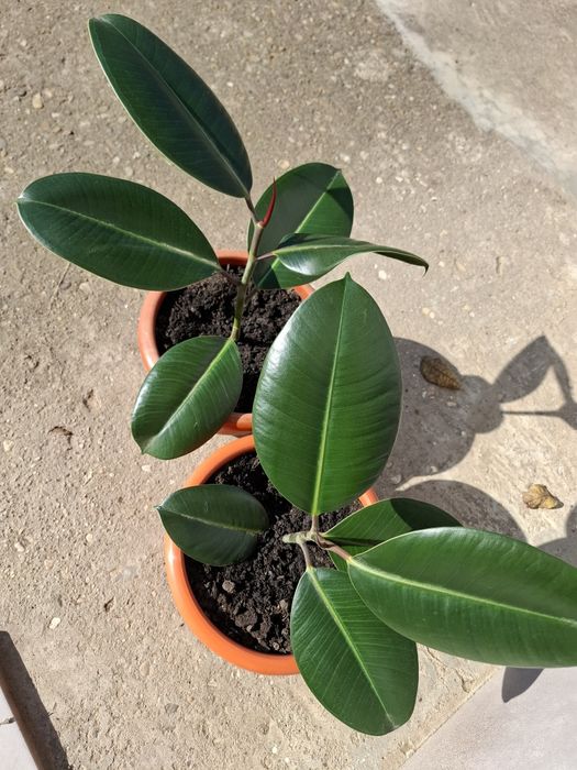 Butaș de Ficus elastica (arbore de cauciu)