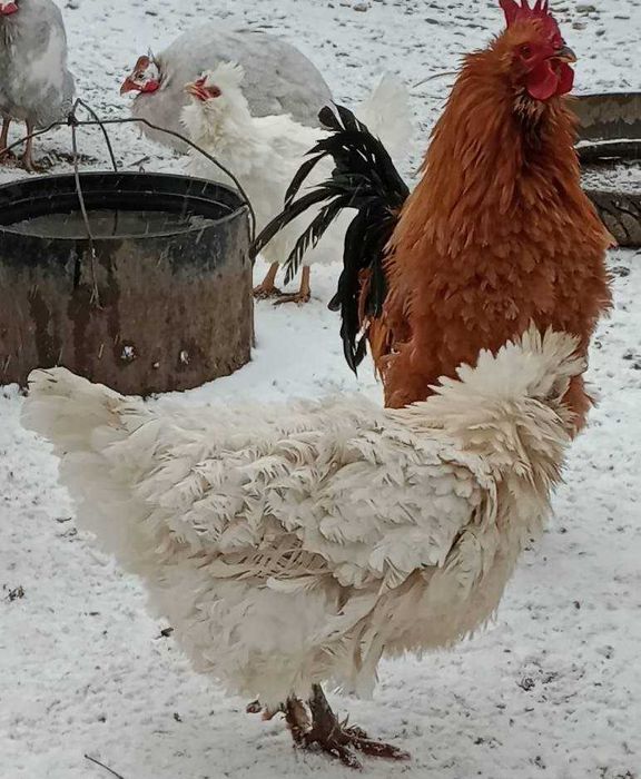 vand oua de gaina frezat