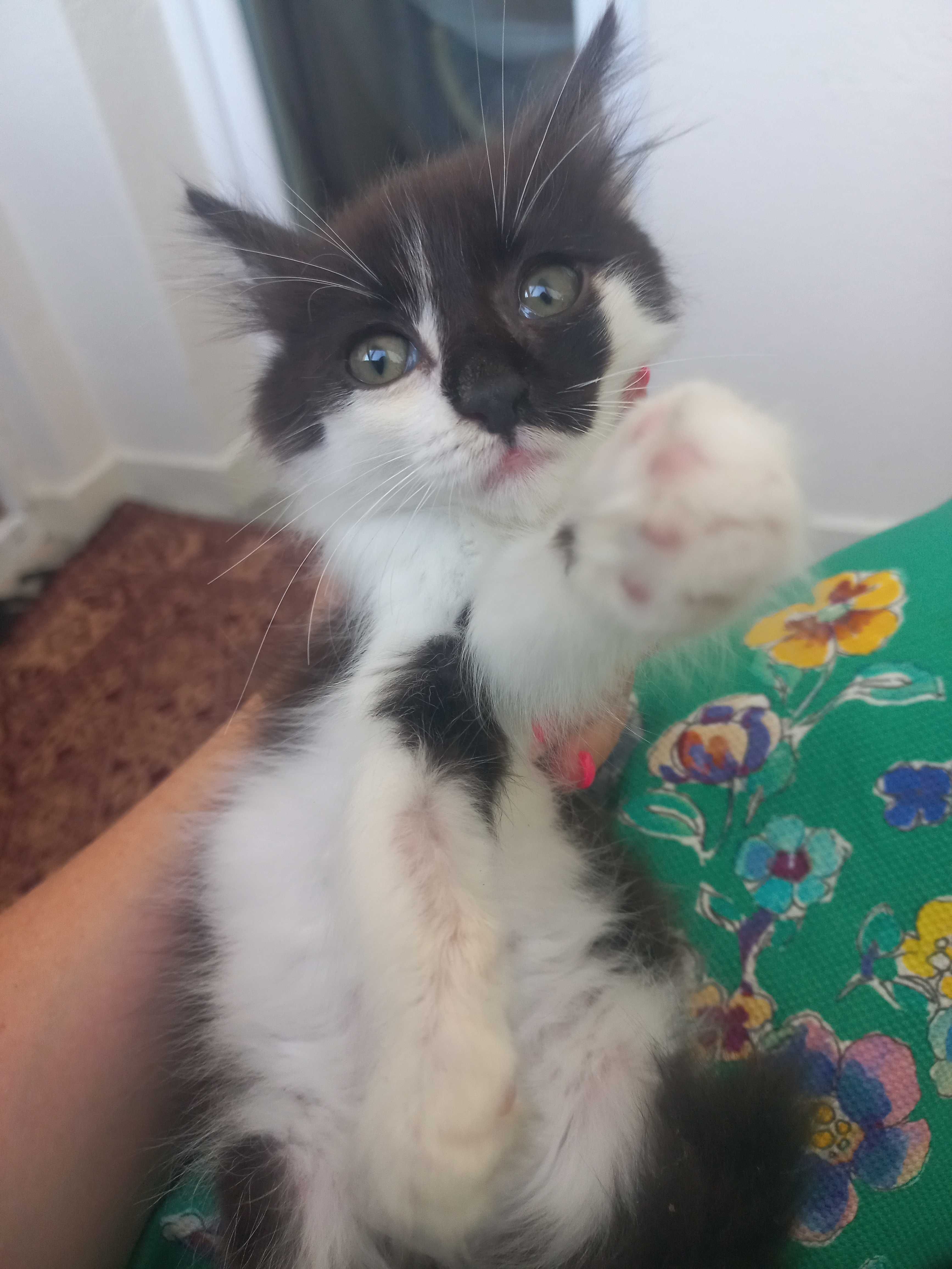 Подарявам котенца