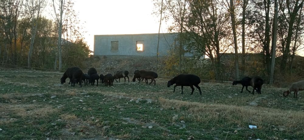 Қўй қўзилар сотилади