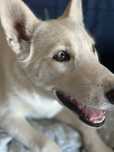 Donez puiut husky