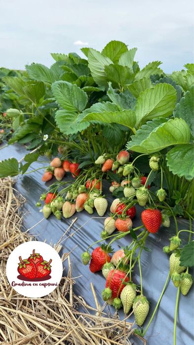 Stoloni capsuni albion, unifere elsanta