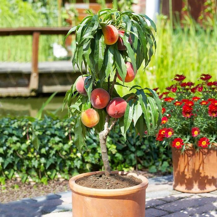 Pomi fructiferi pitici