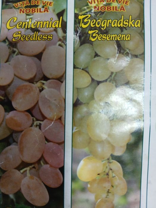 Vita de vie nobila [altoita]soiuri alb și negru fără semințe