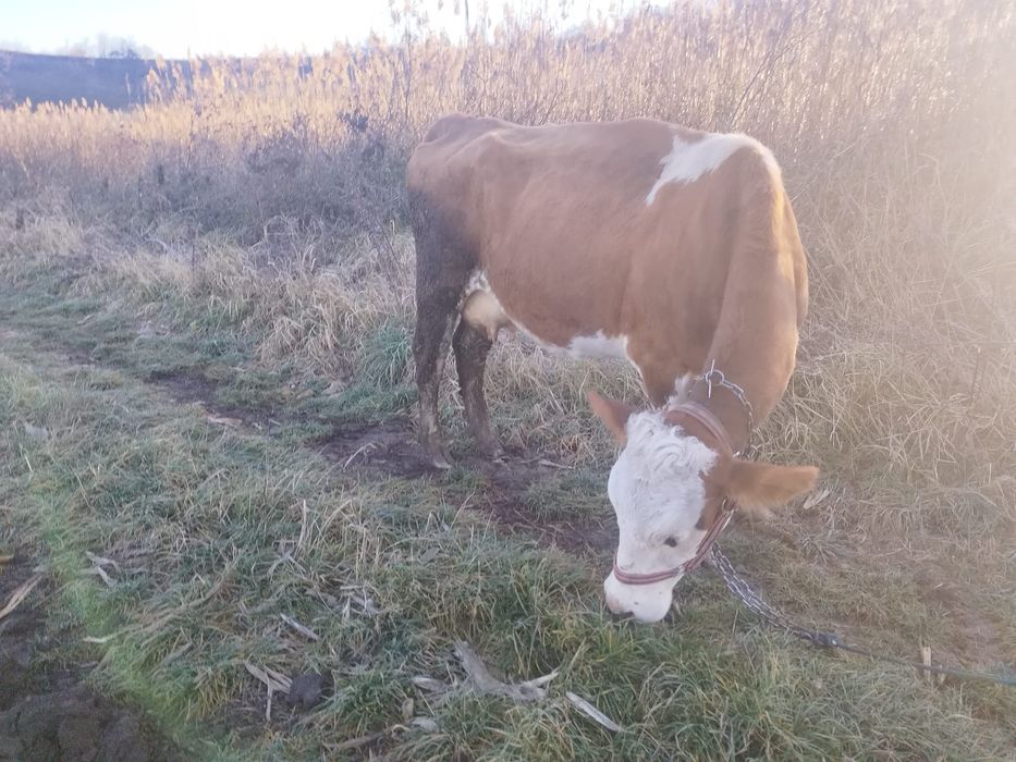 Vând vaca 7 spre 8 ani