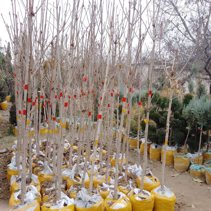 Kashtan kòchatlari sotiladi