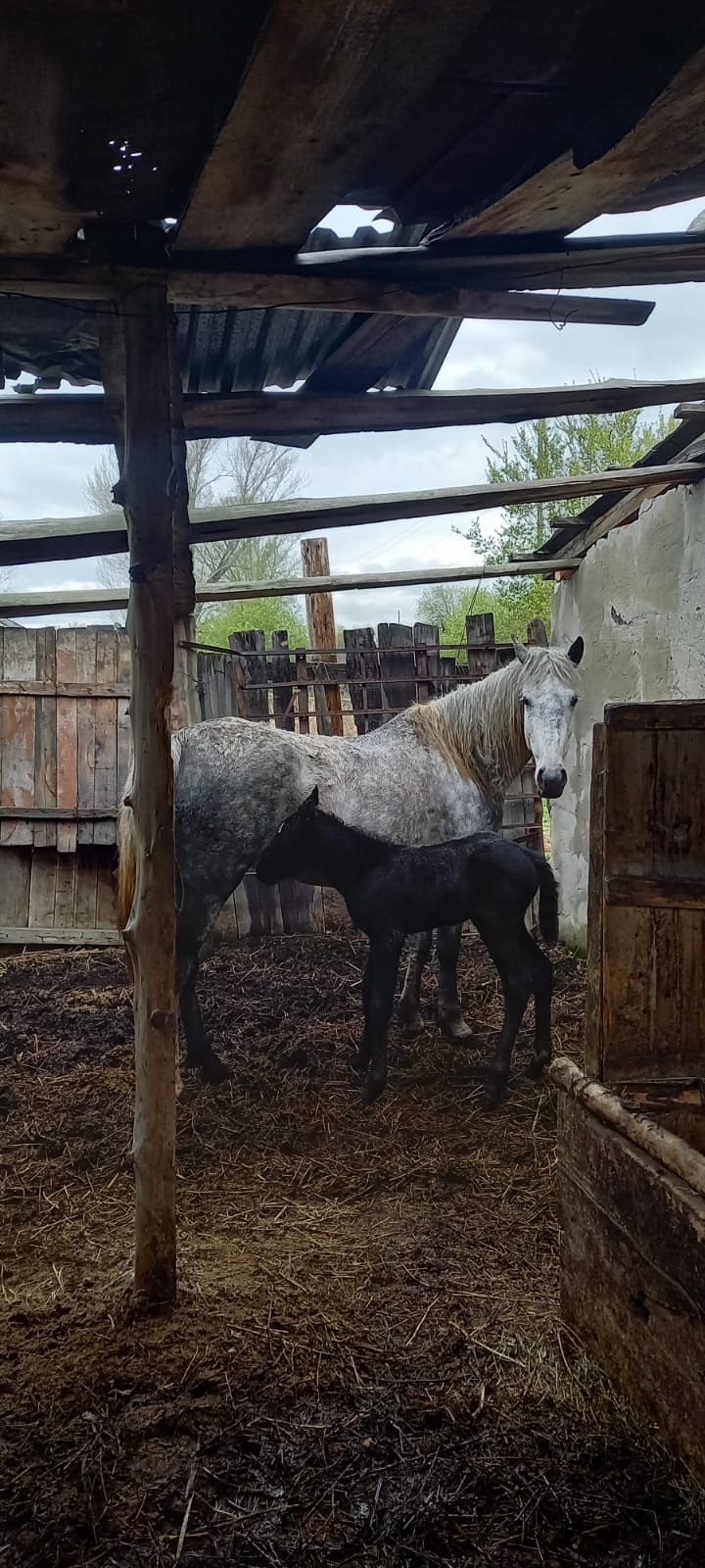 Продам кобылу с жеребенком