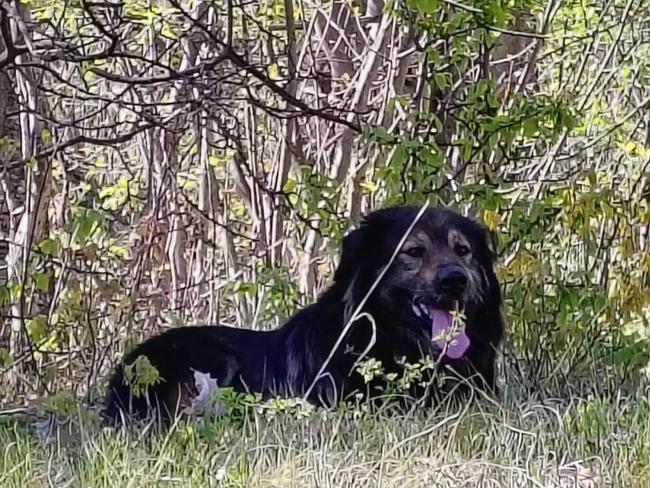 Căței ciobănești spre adopție