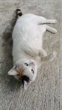 Miti, pisica cu blanita de catifea tricolora