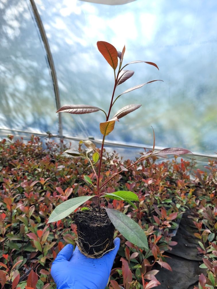 Photinia Red Robin