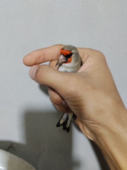 Norchi savala sotiladi