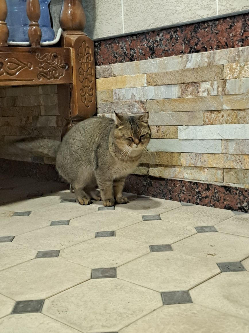 Zalanskiy shinshila straytsotiladi yoshi 1'5 toza uy mushugi