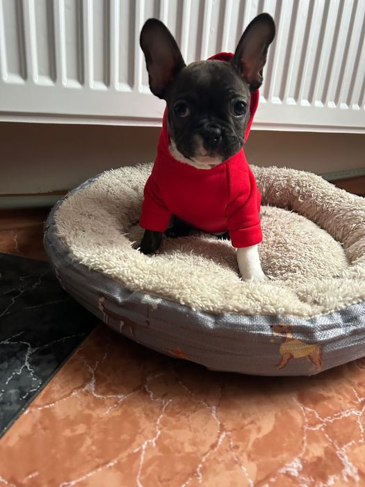 Френски булдог за повече инф на тел