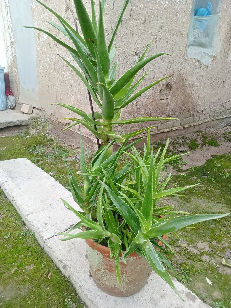 Aloe vera guli 1 dona tuvag