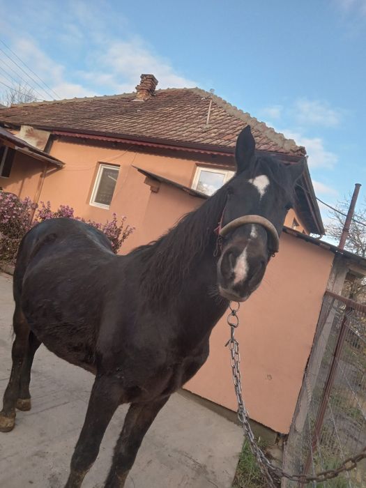 Disponibil animal-cal