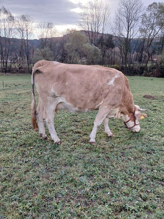 Vaci gestante de vânzare