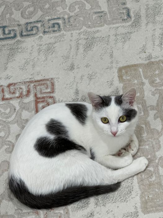 Ищем любящую семью для кошки