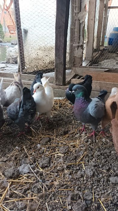 Kingi linie noua si pauni