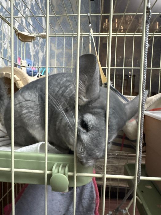 Шиншилла(цвет серый)